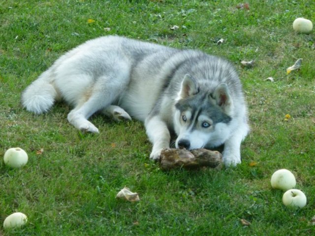 Nouvelles de Liubov's Haïka