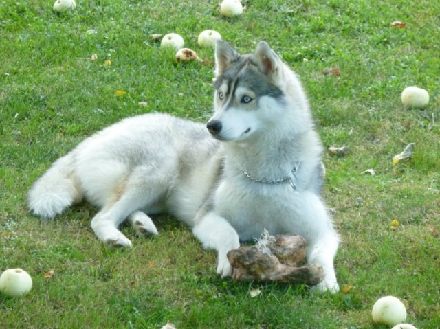 Nouvelles de Liubov's Haïka