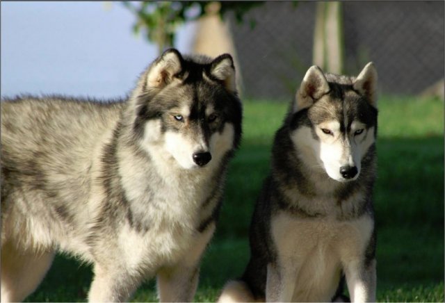 Liubov's Haloo et ses copains