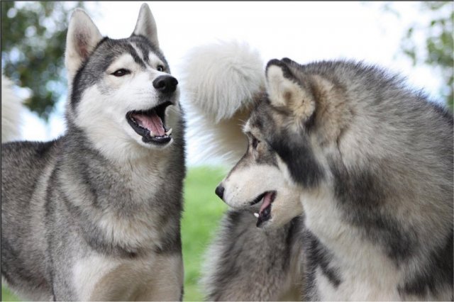 Liubov's Haloo et ses copains