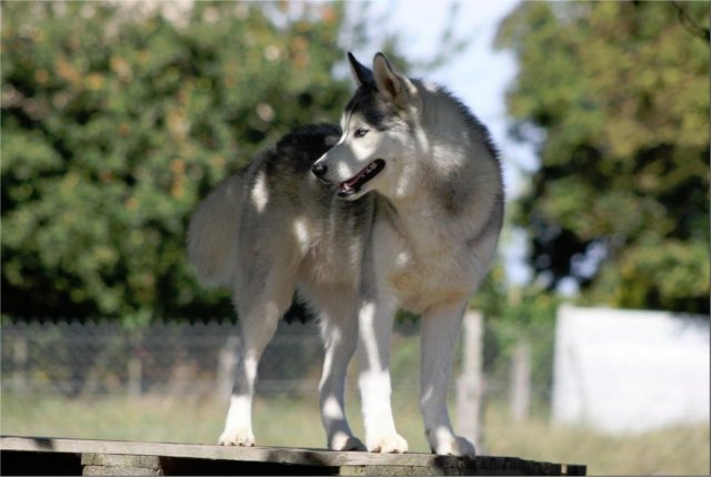 Liubov's Haloo et ses copains