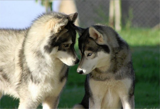 Liubov's Haloo et ses copains