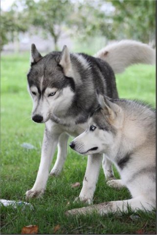 Liubov's Haloo et ses copains