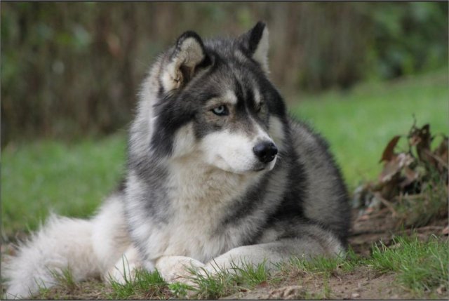 Liubov's Haloo et ses copains