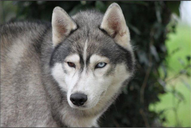 Liubov's Haloo et ses copains