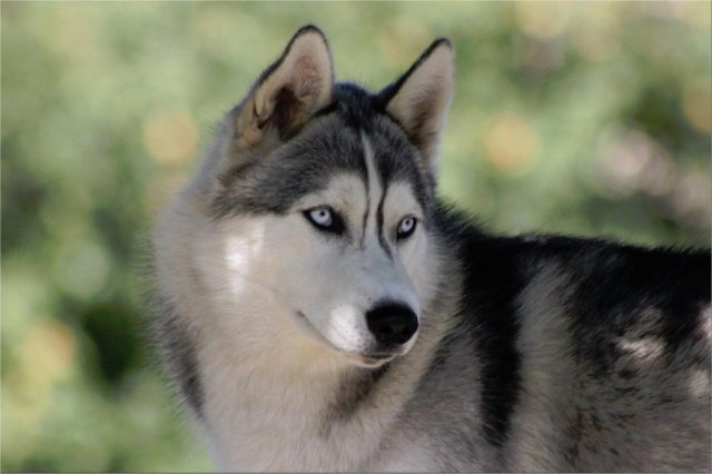 Liubov's Haloo et ses copains