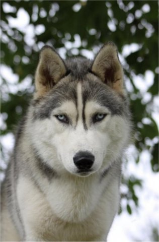 Liubov's Haloo et ses copains