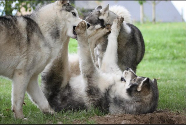 Liubov's Haloo et ses copains