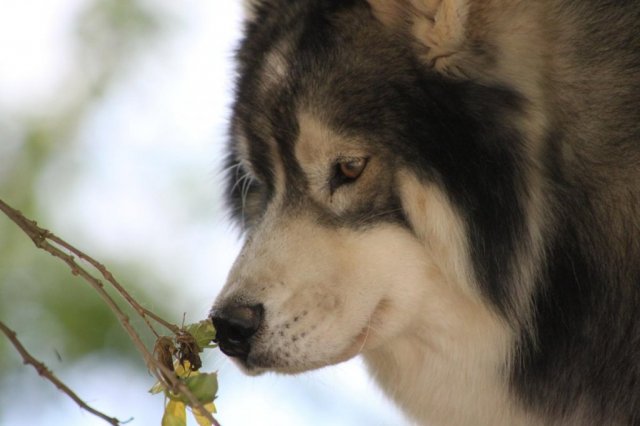 Liubov's Haloo et ses copains