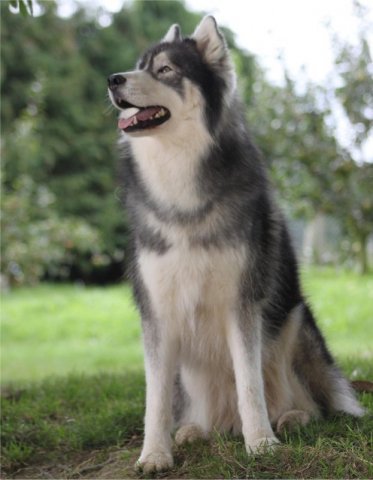 Liubov's Haloo et ses copains