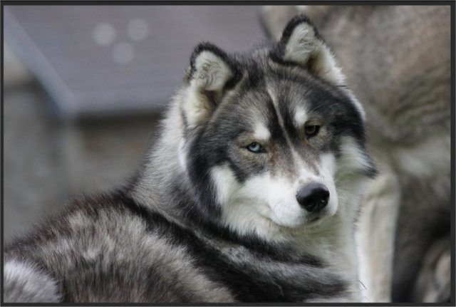 Liubov's Haloo et ses copains