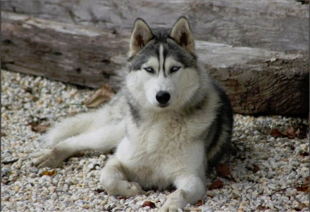 Liubov's Haloo et ses copains