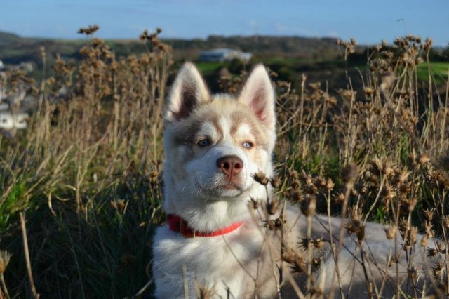 Nouvelles de Liubov's Honey