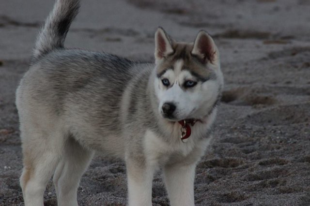 Nouvelles de Liubov's Iranie