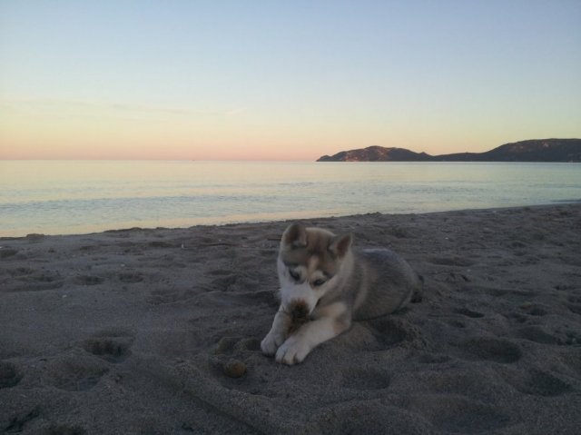 Nouvelles de Liubov's Iranie