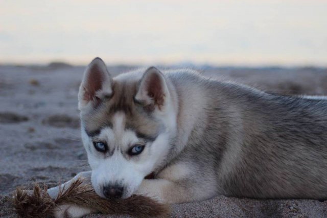 Nouvelles de Liubov's Iranie