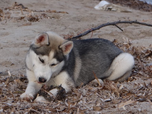 Nouvelles de Liubov's Iranie