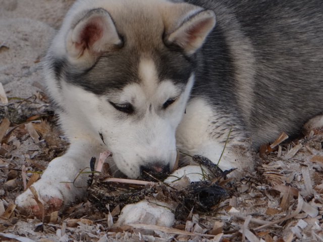 Nouvelles de Liubov's Iranie
