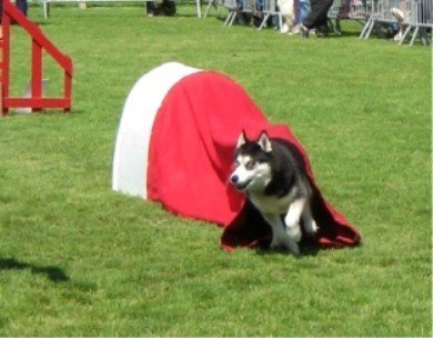 Outchka à l'entraînement