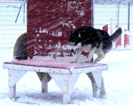 Outchka à l'entraînement