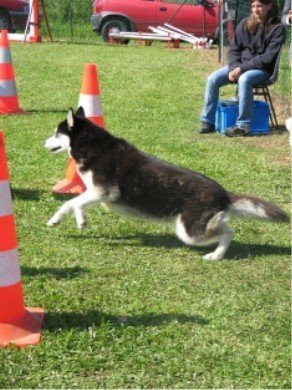 Outchka à l'entraînement