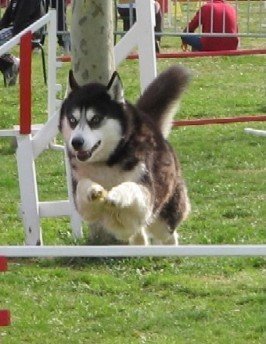 Outchka à l'entraînement