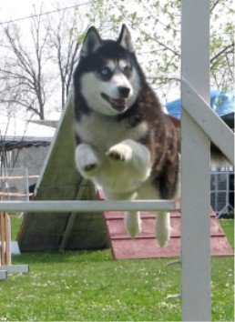 Outchka à l'entraînement