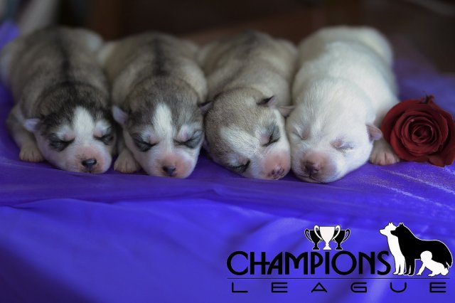 Inbreeding Prince Severa