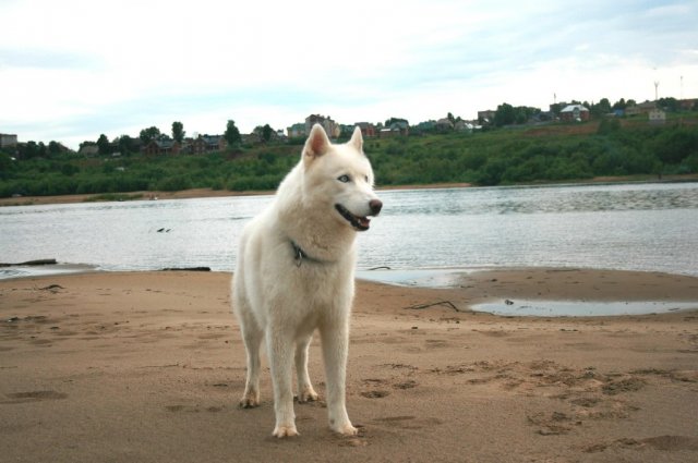 Inbreeding Prince Severa