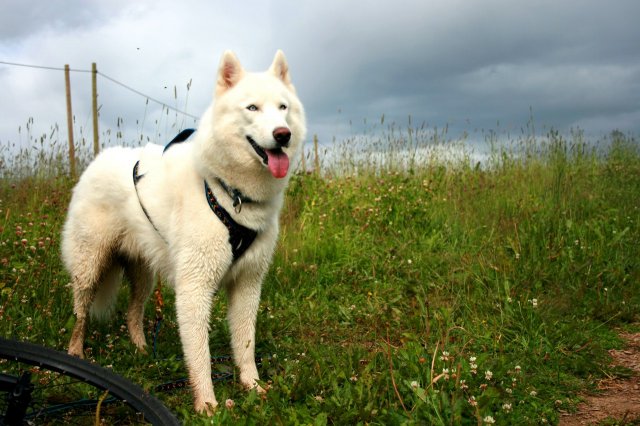 Inbreeding Prince Severa