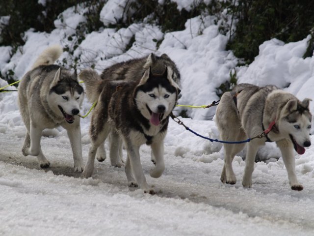 Sur les traces de son père