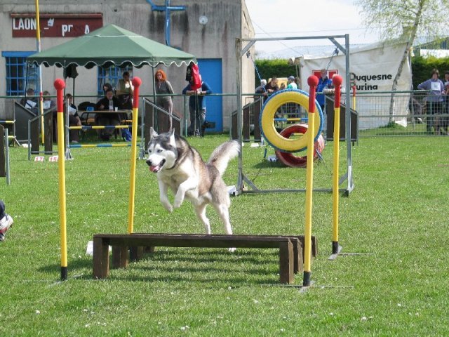 Uzzle, un nouveau champion