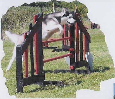 Uzzle, un nouveau champion