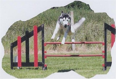 Uzzle, un nouveau champion