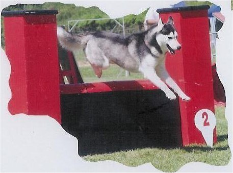 Uzzle, un nouveau champion