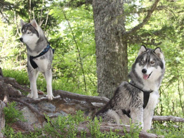 Vacances de Crypton, Polaire et Flosh - part1