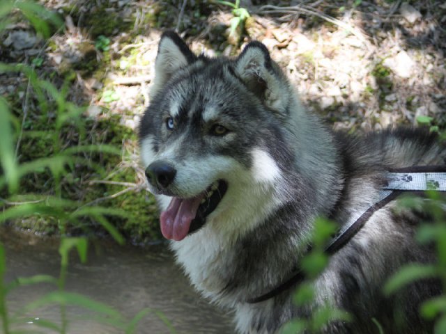 Vacances de Crypton, Polaire et Flosh - part1