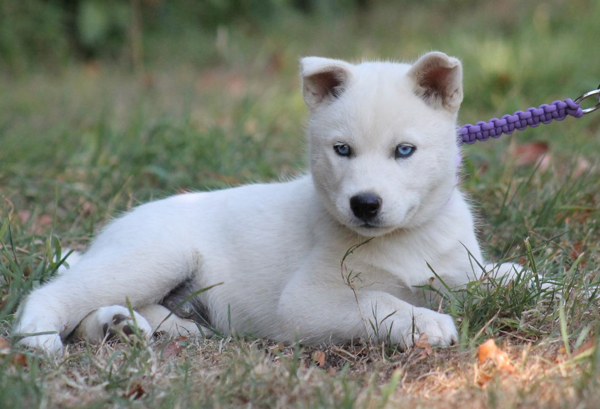 blanc loup