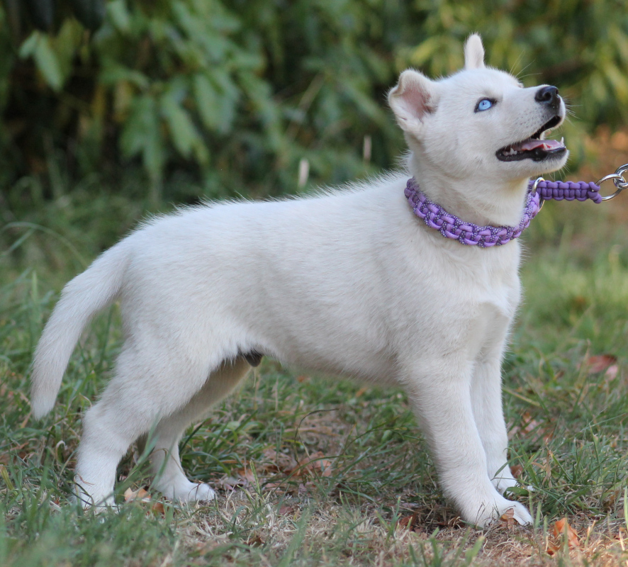 blanc loup 2