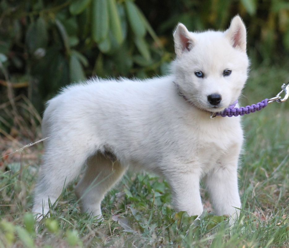 husky