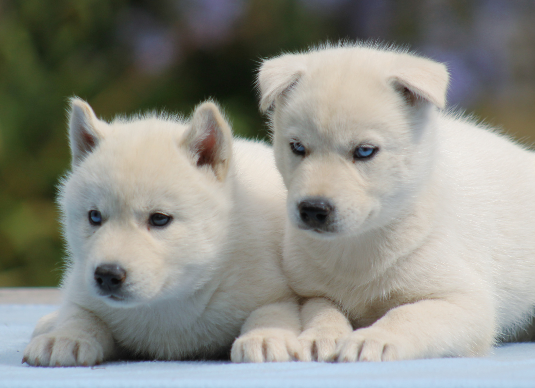 husky à vendre