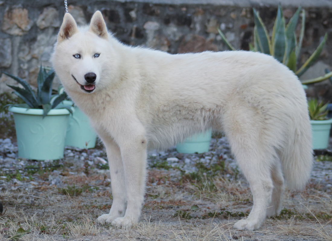 liubovs antares 9 mois profil5r