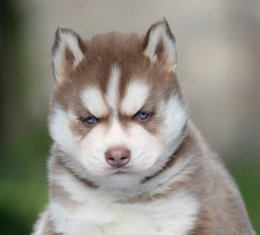 Chiots disponibles