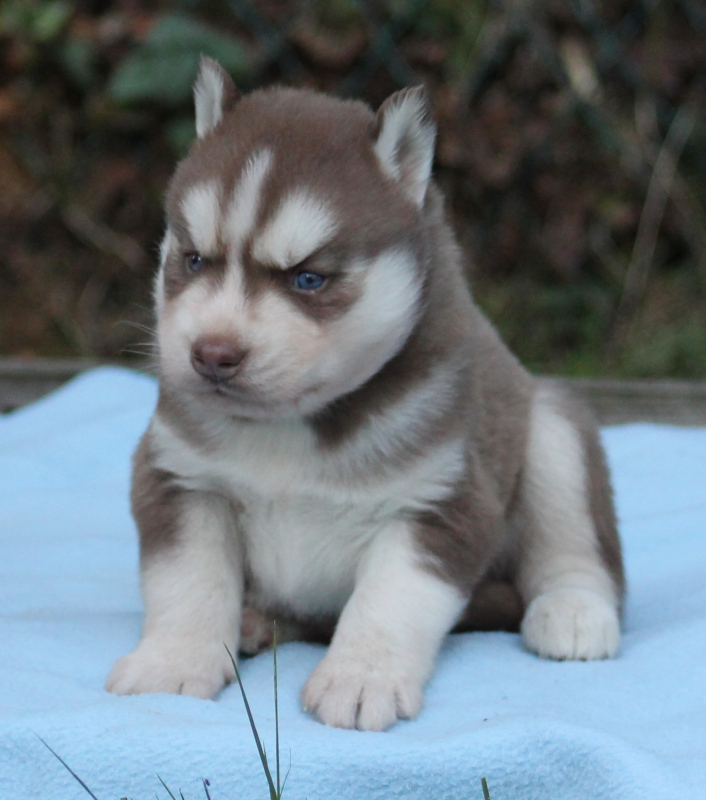 Chiots disponibles