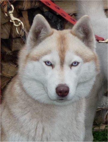 liubov's hetoile polaire