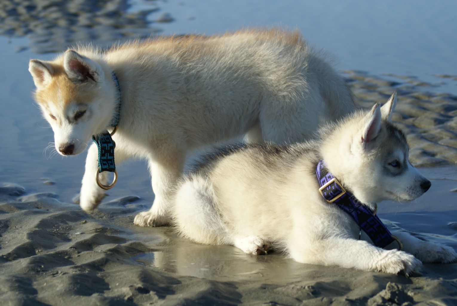 Liubov's Haïya et Liubov's Haïko