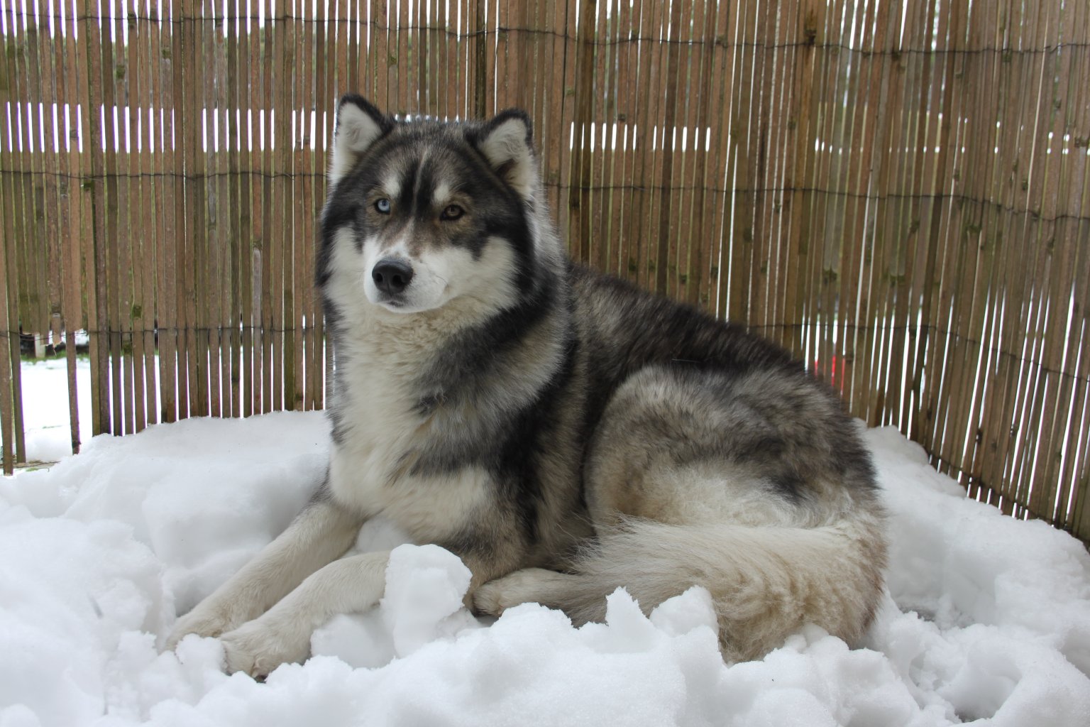 liubov's flosh couché