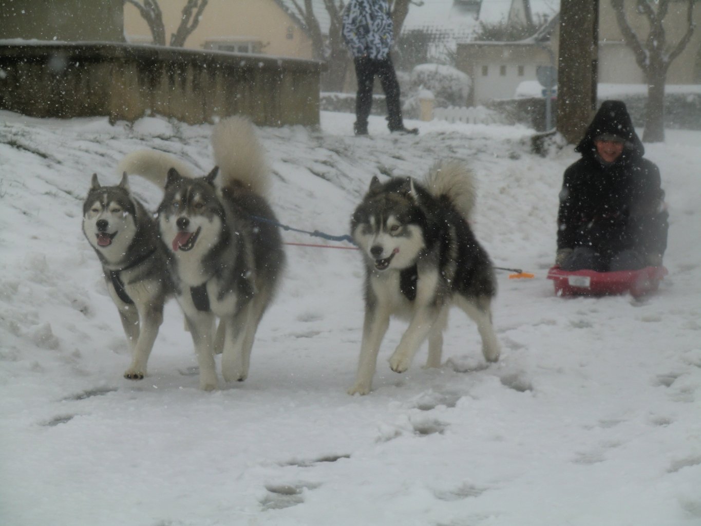 megh 3 liubov attelage