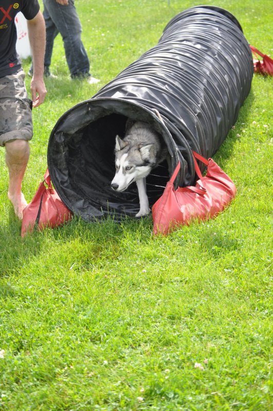Liubov's Hagrid en Agility ...