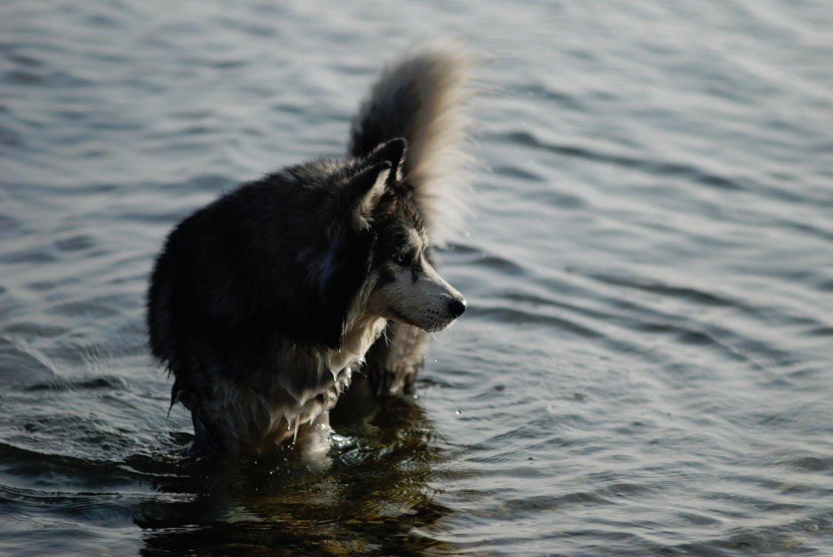 Liubov's Epsilon Zoltar